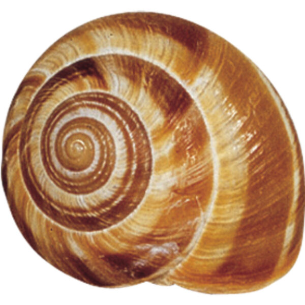 Extra Large Snail Shells